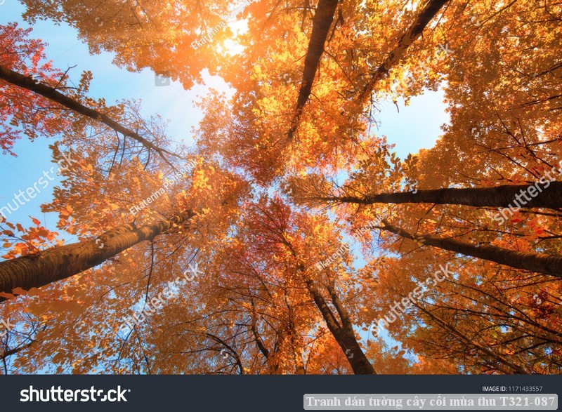 Tranh dán tường cây cối mùa thu T321-087